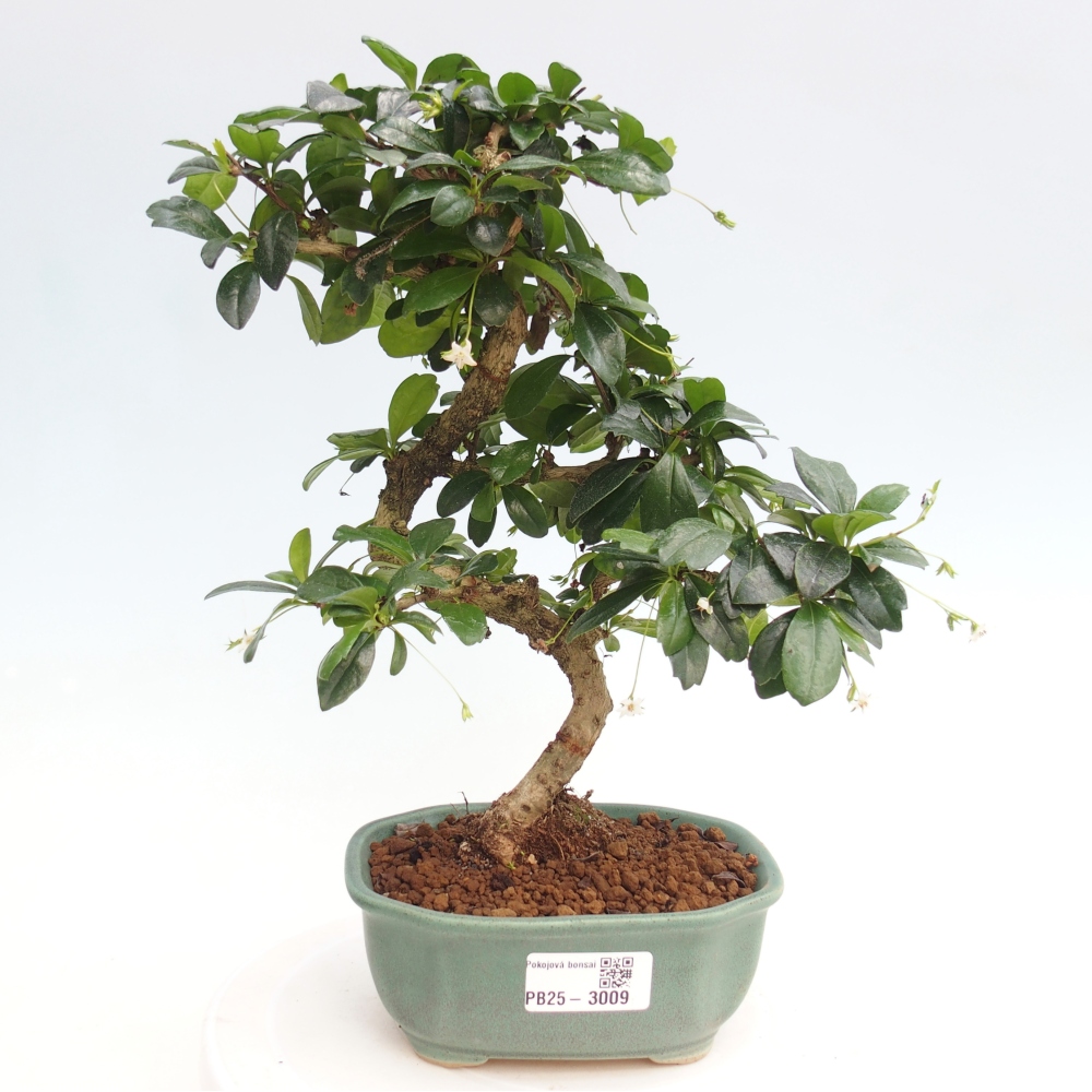 Indoor bonsai - Carmona macrophylla - Fuki tea
