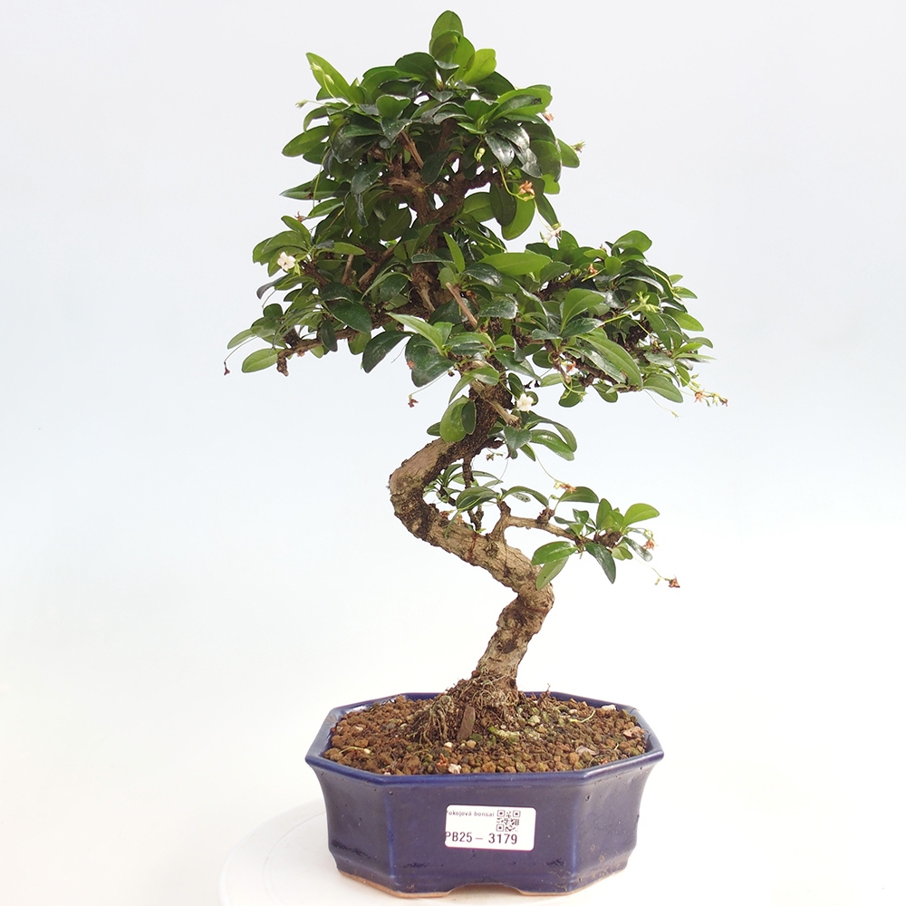 Room bonsai - Carmona macrophylla - Tea fuki