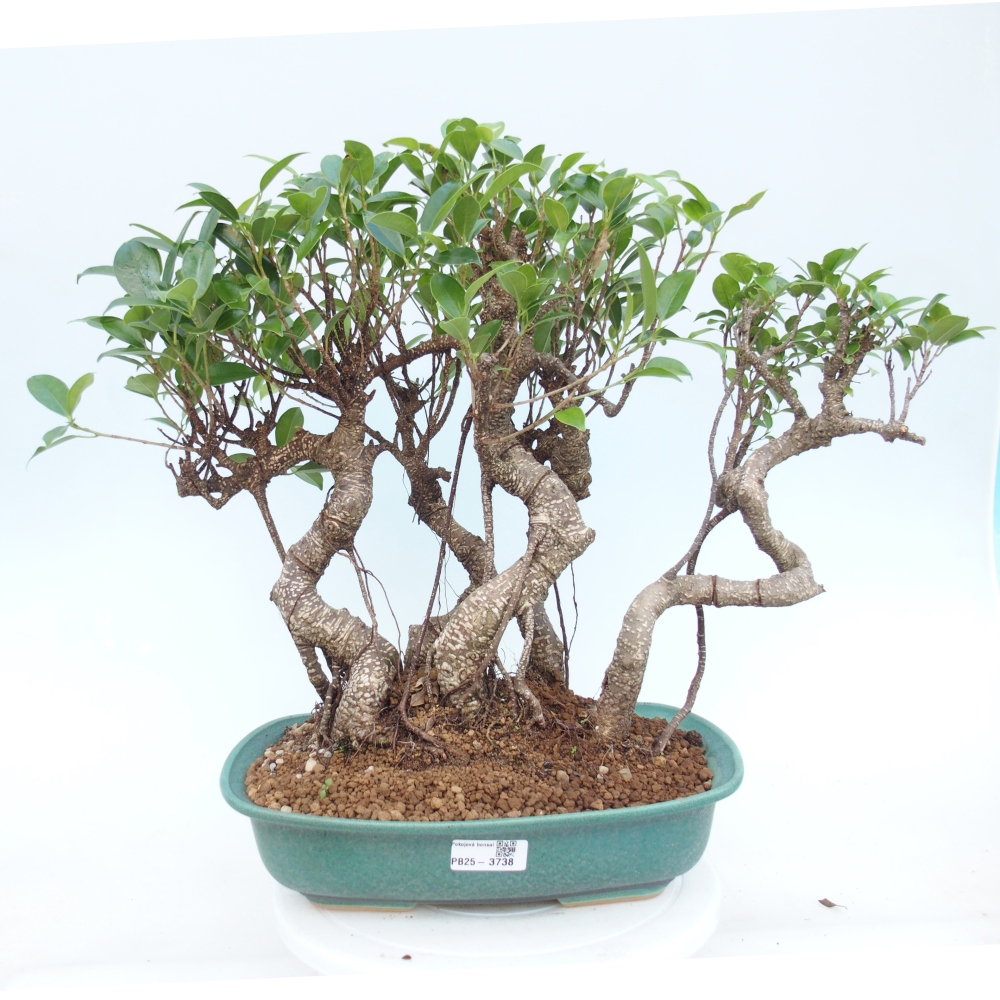Room bonsai - Ficus kimmen - small-leaved ficus