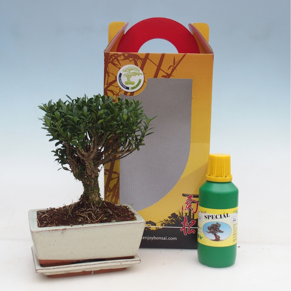 Room bonsai in gift box Buxus harlandii - cork buxus