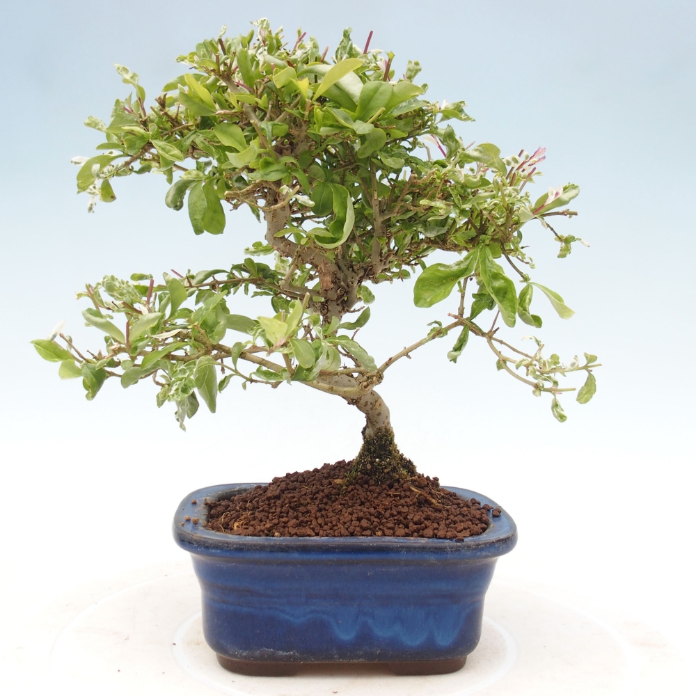 Outdoor bonsai - Ligustrum obtusifolium - Dull-leaved bird's-bill