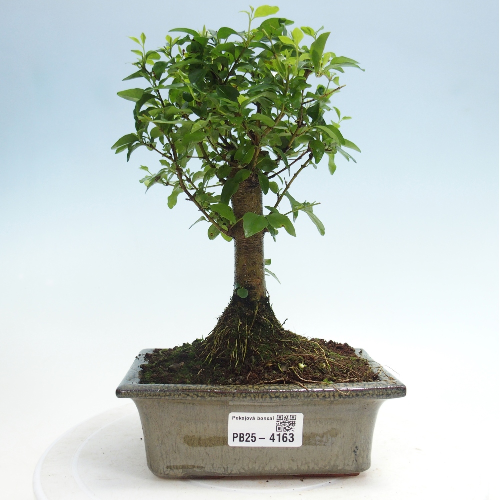 Room bonsai -Ligustrum chinensis - Birds Beak