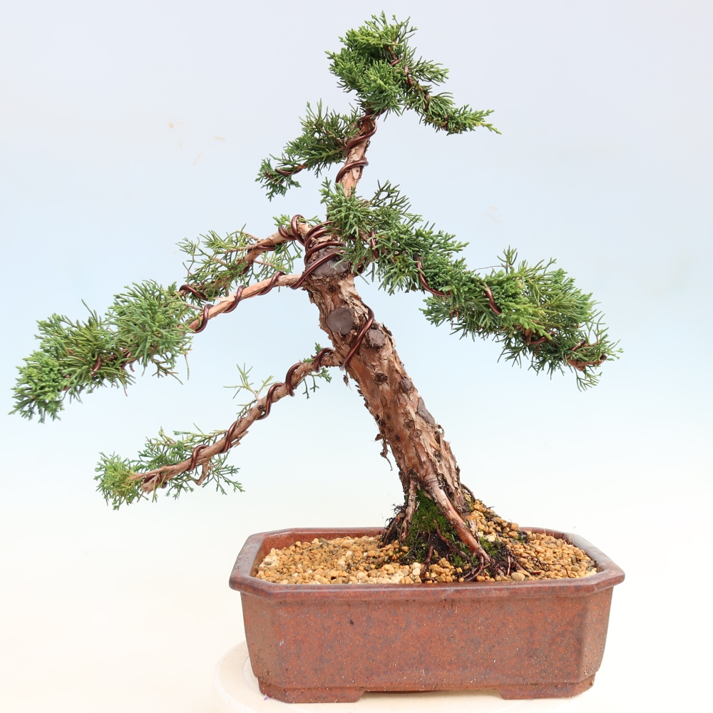 Outdoor bonsai - Juniperus chinensis Kishu