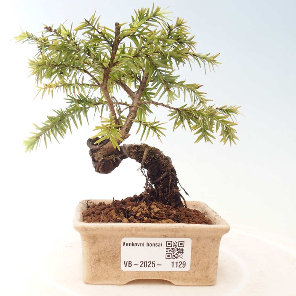 Outdoor bonsai - Tsuga canadensis - Hemlock