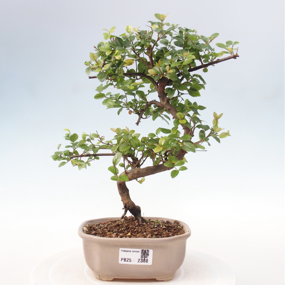 Indoor bonsai - Sagerécie thea - Sagerécie thea