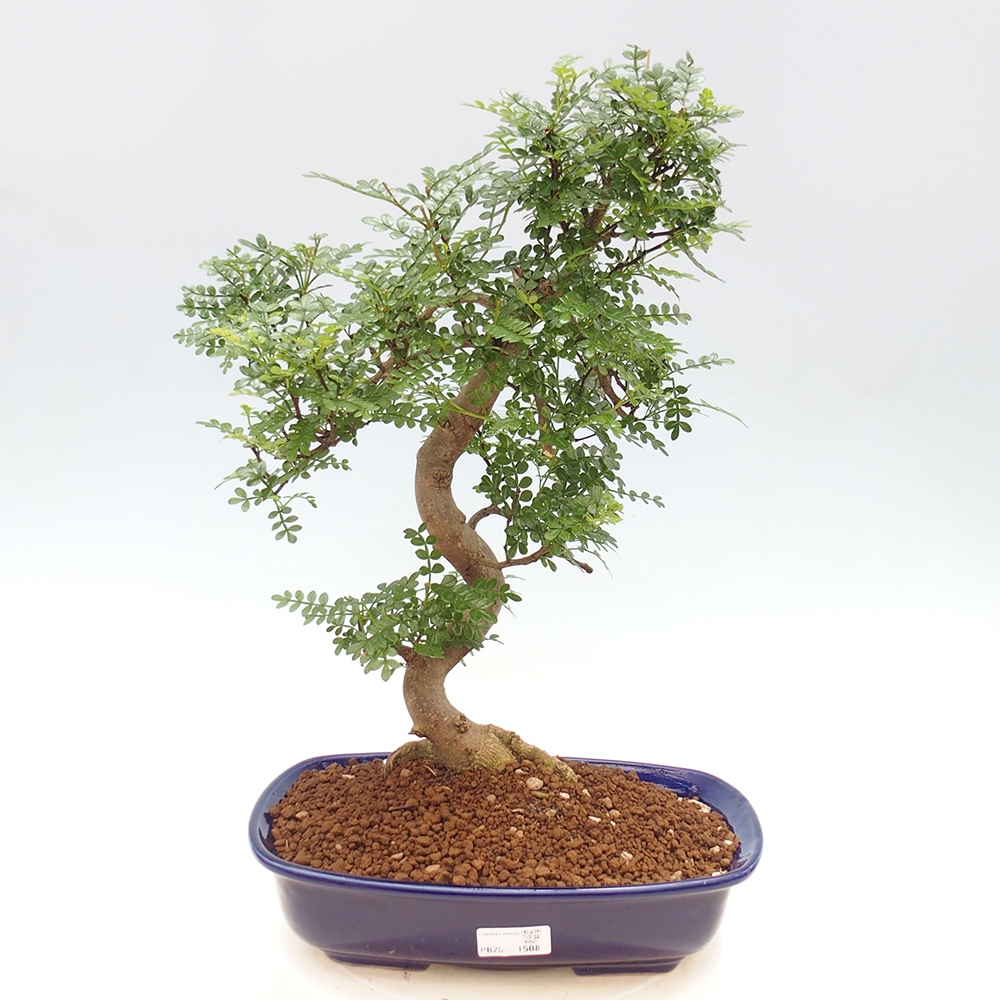 Indoor bonsai - Zantoxylum piperitum - Peppermint