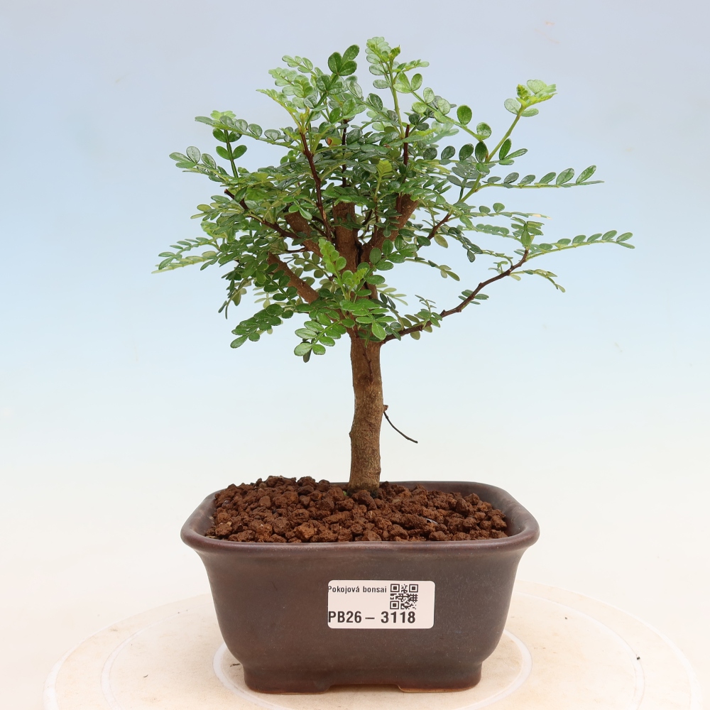 Room bonsai - Zantoxylum piperitum - pepper tree