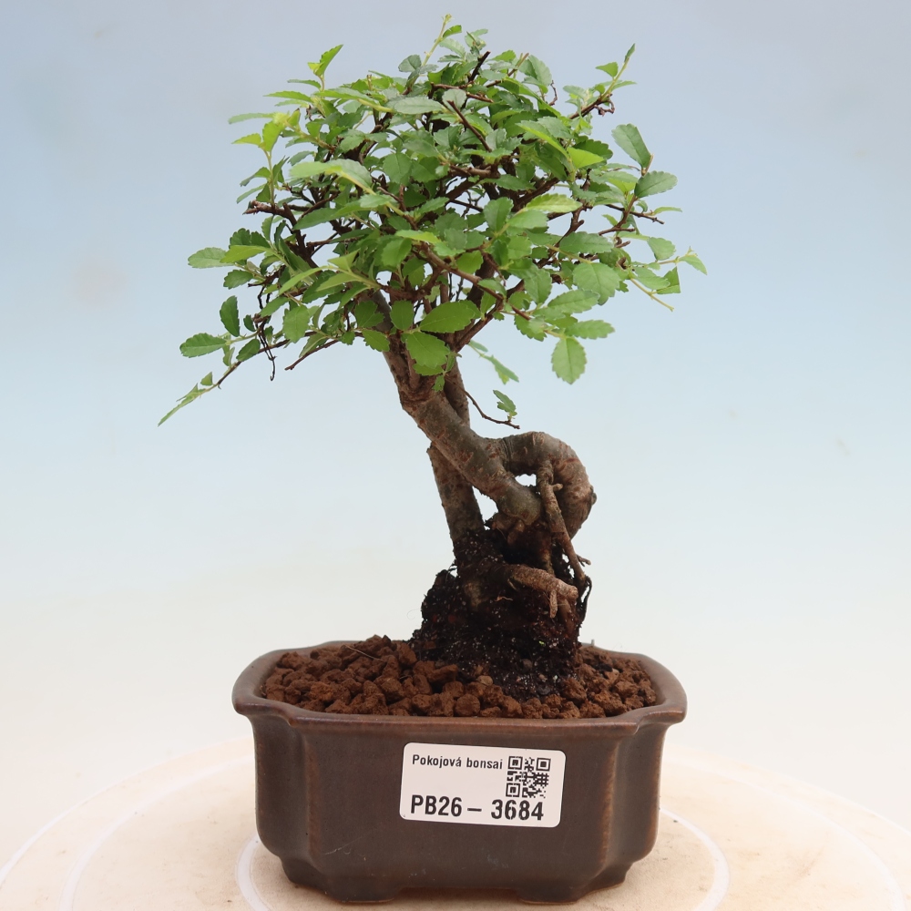 Room bonsai - Ulmus parvifolia - Small-leaved elm