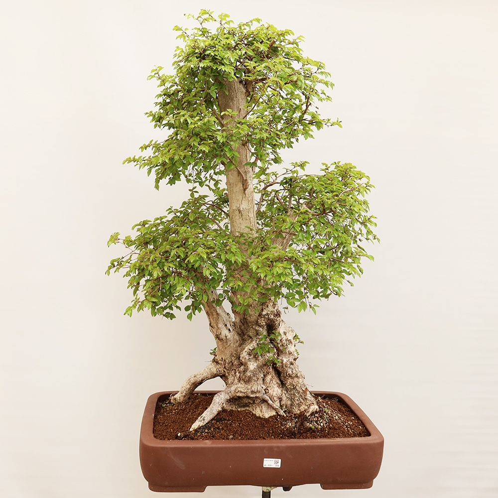 Outdoor bonsai - Carpinus Coreana - Korean hornbeam