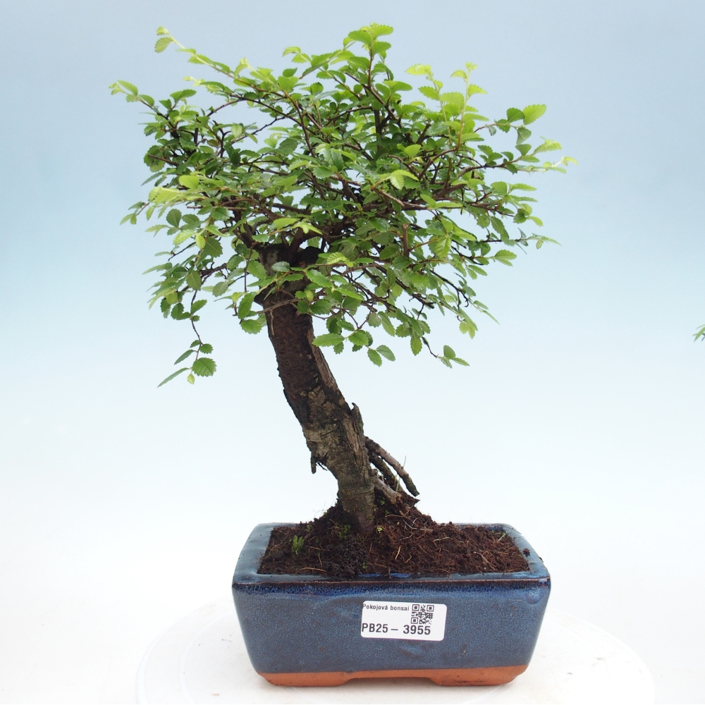 Room bonsai - Ulmus parvifolia - Small-leaved elm