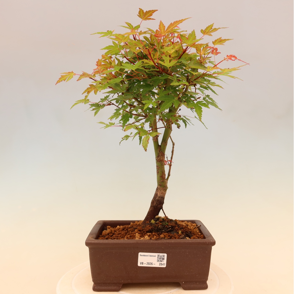 Norway maple - Acer palmatum Beni Tsukasa