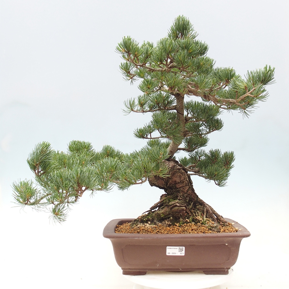 Outdoor bonsai - Pinus parviflora - Pinus parviflora