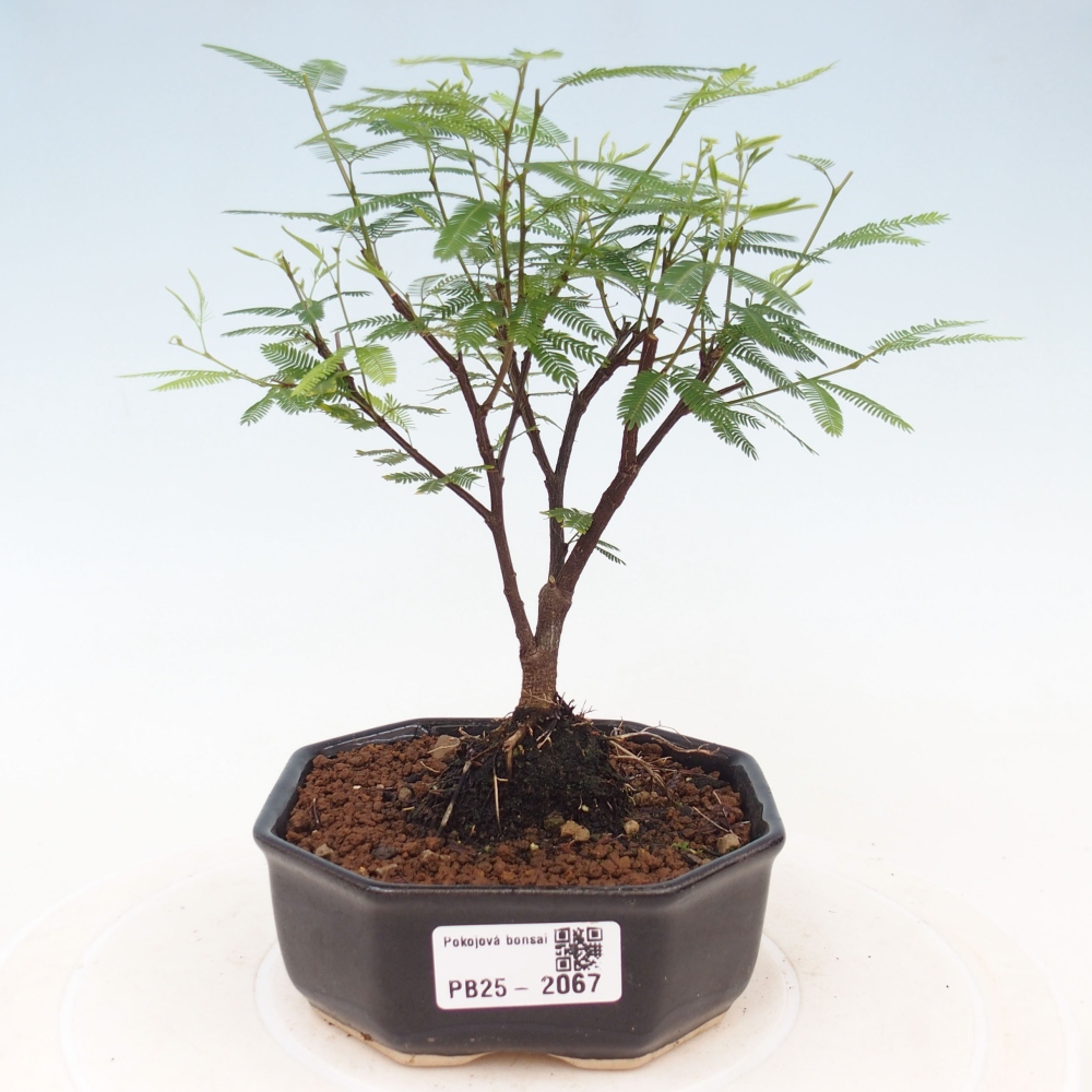 Room bonsai-Calliandra surinamensis Dixie Pink -Kaliandra of Suria
