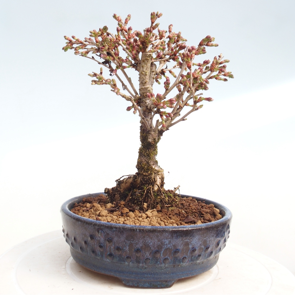 Outdoor bonsai - Prunus incisa Kojou-no mai-Plivon cut out