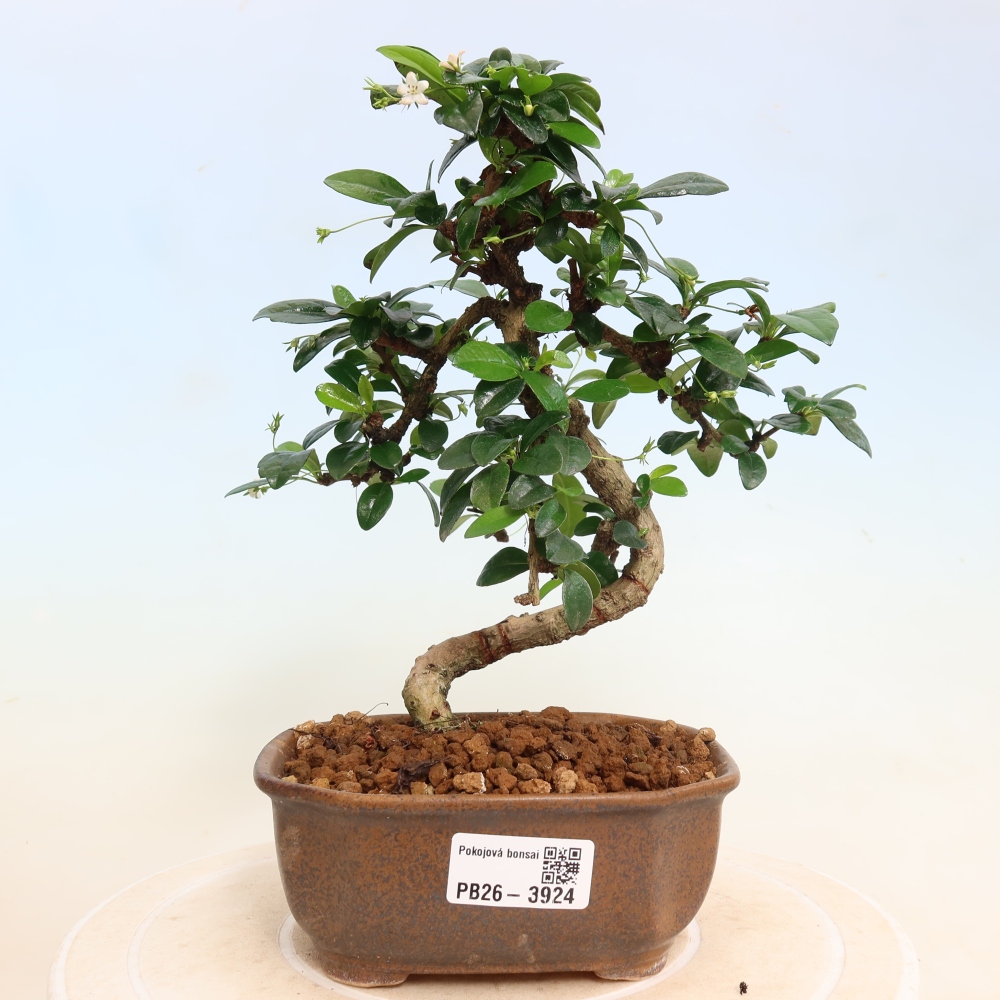 Room bonsai - Carmona macrophylla - Tea fuki