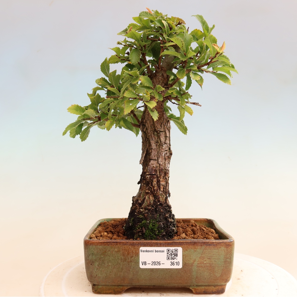 Outdoor bonsai - Zelkova - Zelkova NIRE
