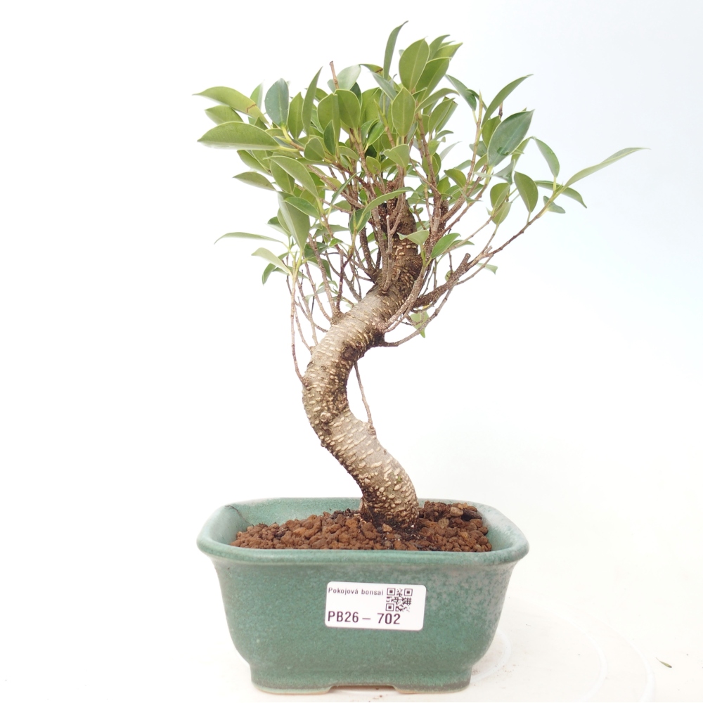 Room bonsai - Ficus retusa - small-leaved ficus