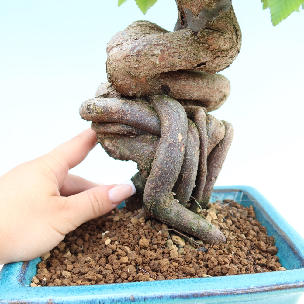 Outdoor bonsai -Carpinus coreana - Korean Hornbeam