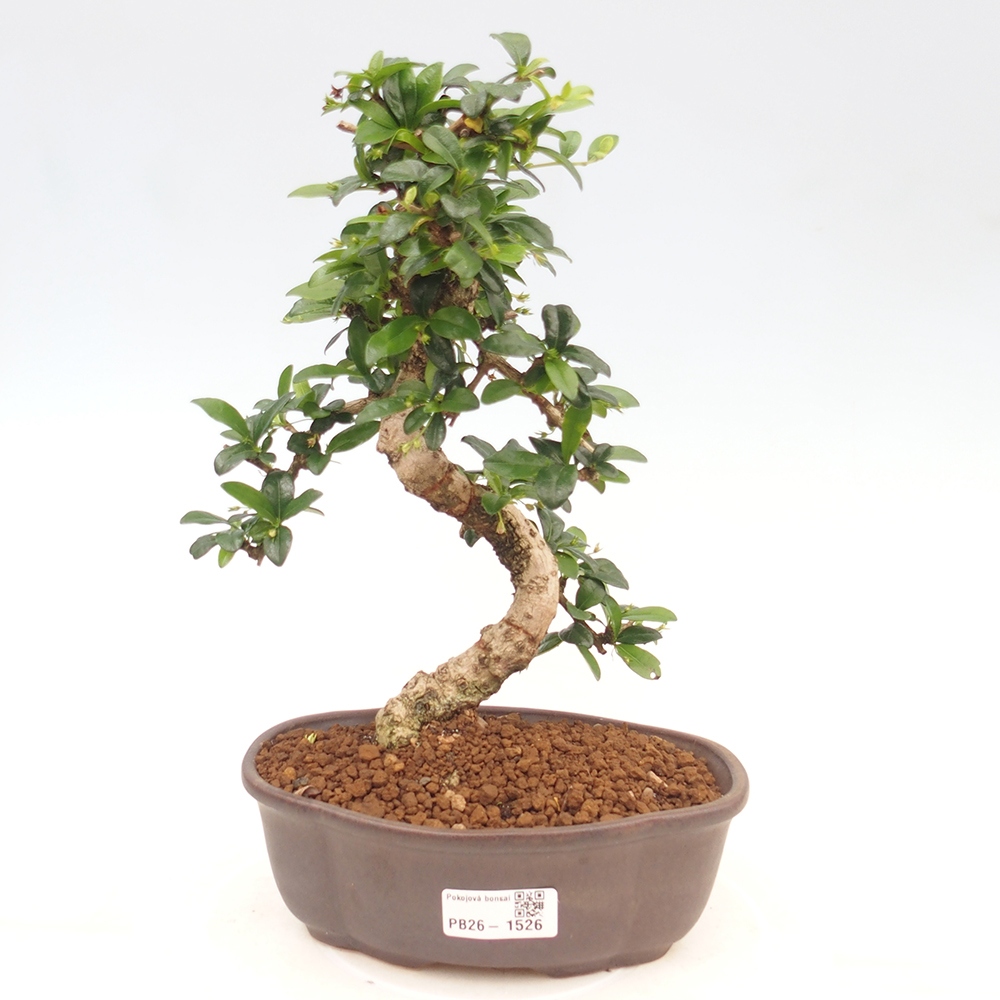 Room bonsai - Carmona macrophylla - Tea fuki