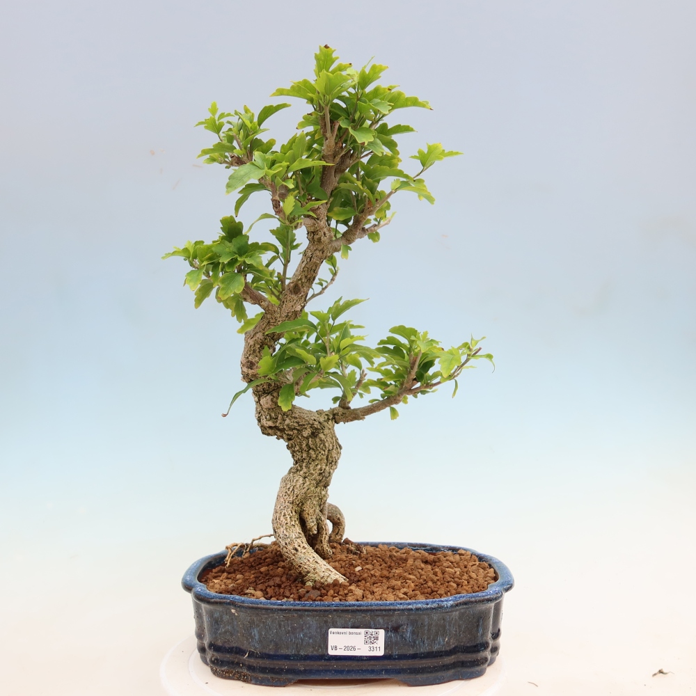 Outdoor Bonsai - Hibiscus syriacus - Syrian Hibiscus