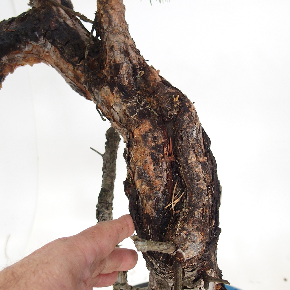 Yamadori - Pinus sylvestris Spain