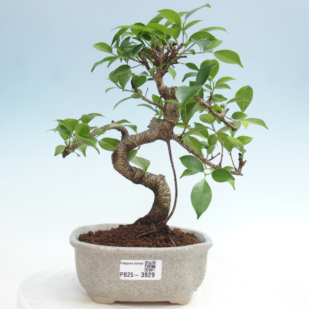 Room bonsai - Ficus retusa - small-leaved ficus