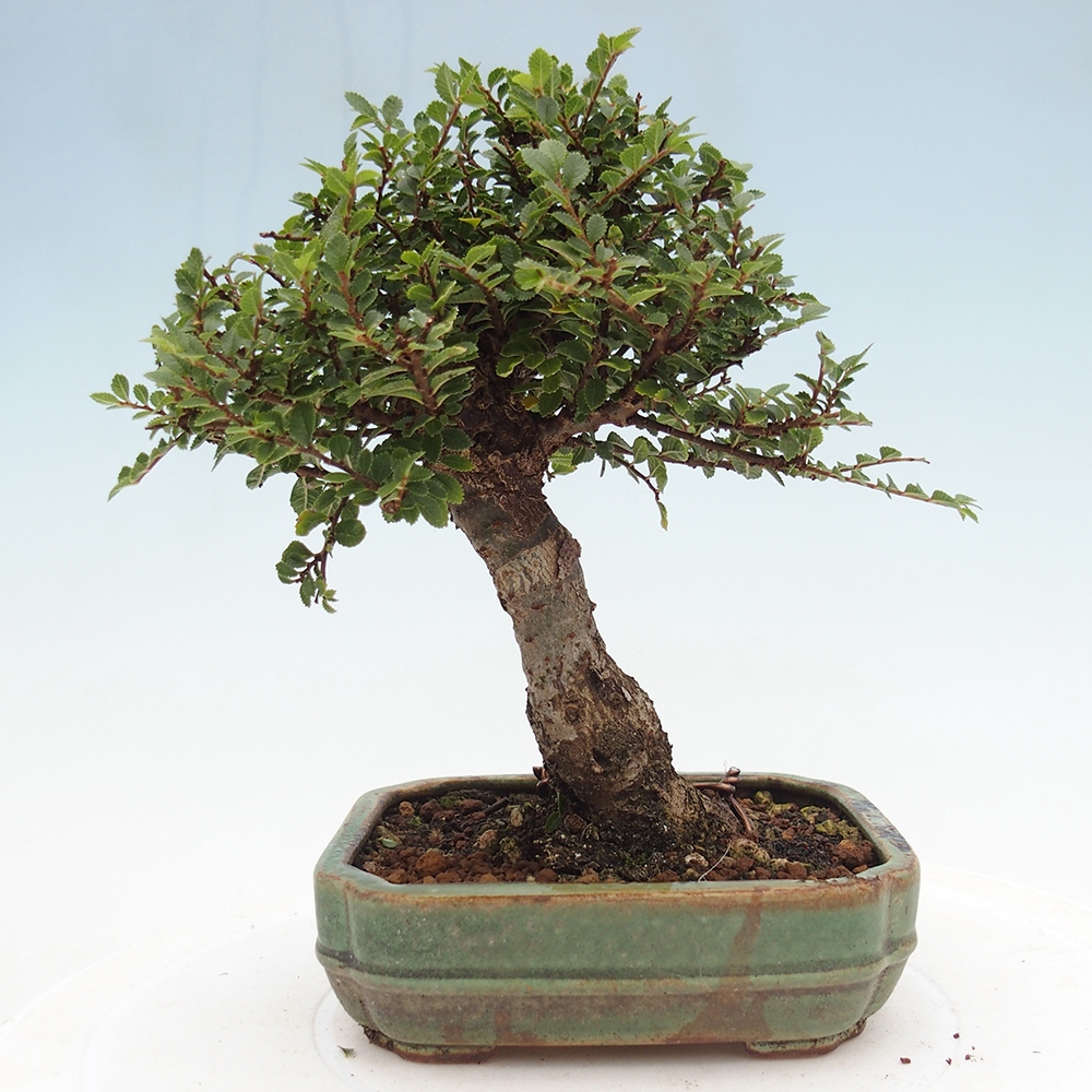 Outdoor bonsai - Ulmus parvifolia Hokkaido - Chinese elm