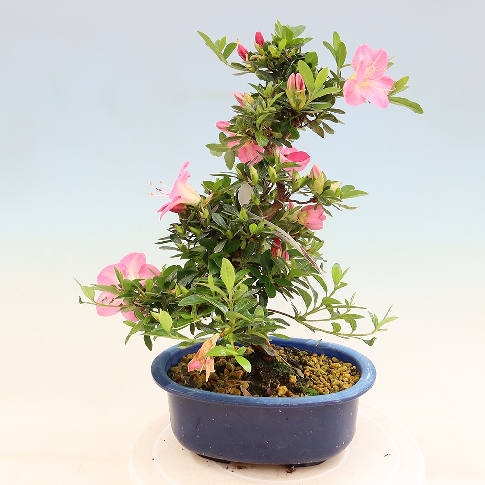 Outdoor bonsai - Japanese Azalea - Azalea Santoka