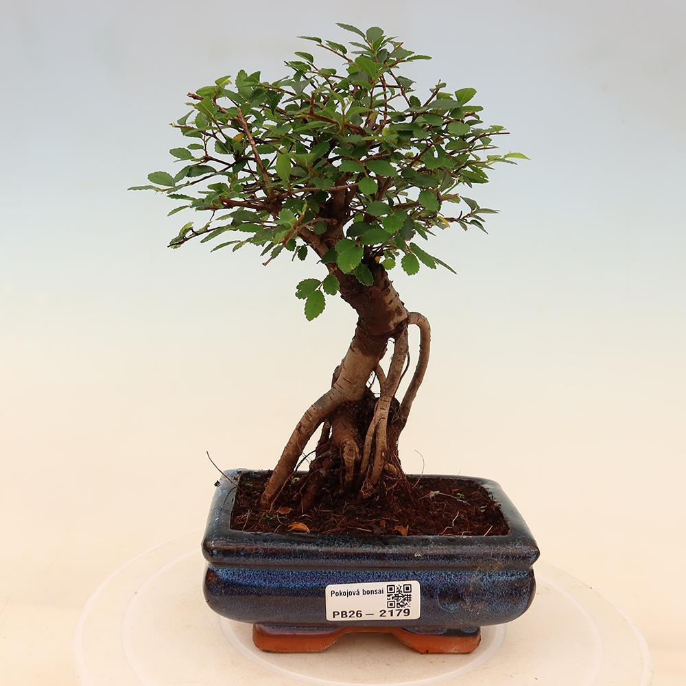 Room bonsai - Ulmus parvifolia - Small-leaved elm