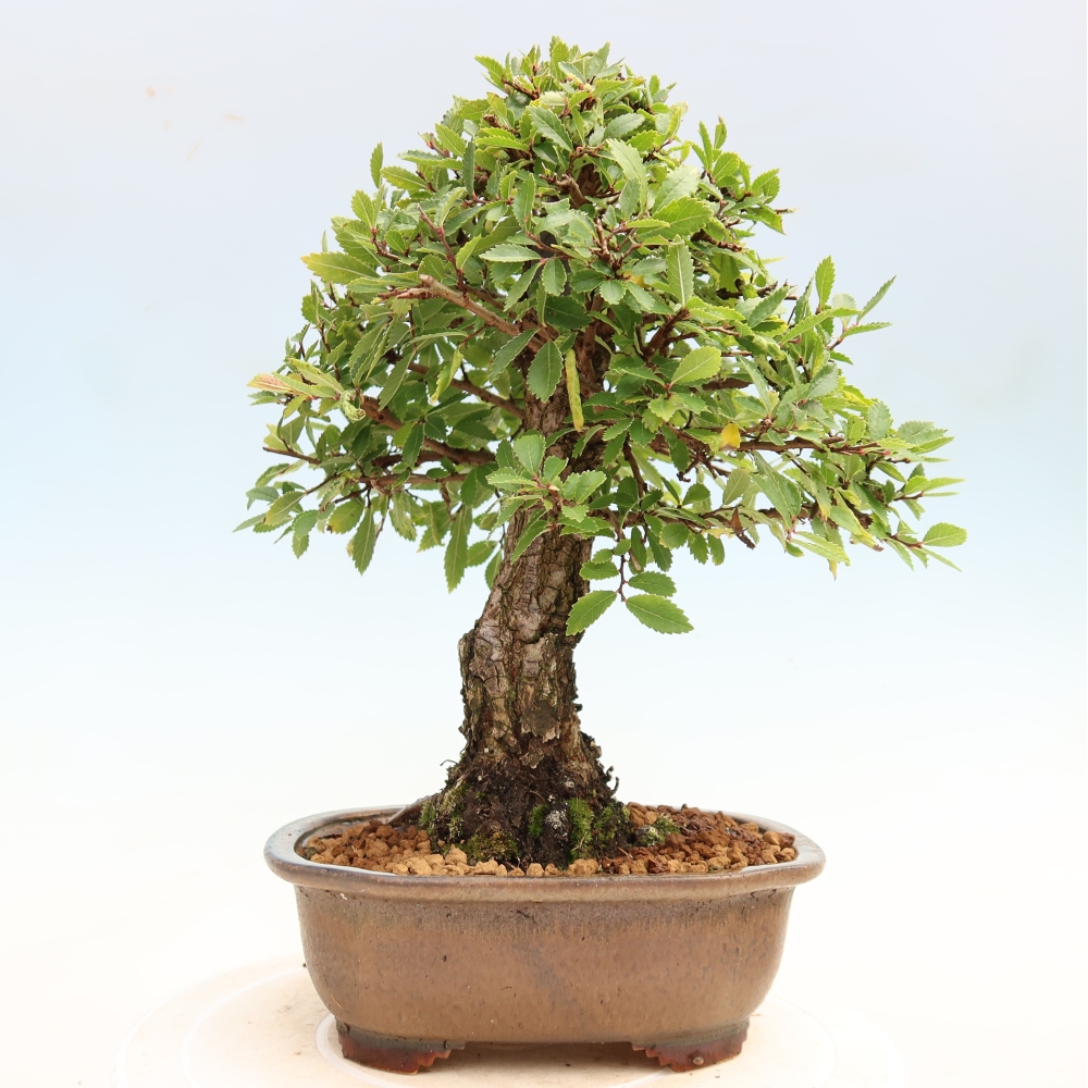 Outdoor bonsai - Zelkova - Zelkova NIRE