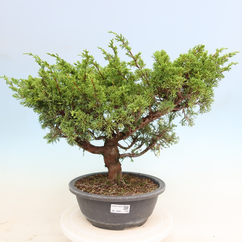 Outdoor Bonsai - Juniperus chinensis Itoigawa - Chinese Juniper