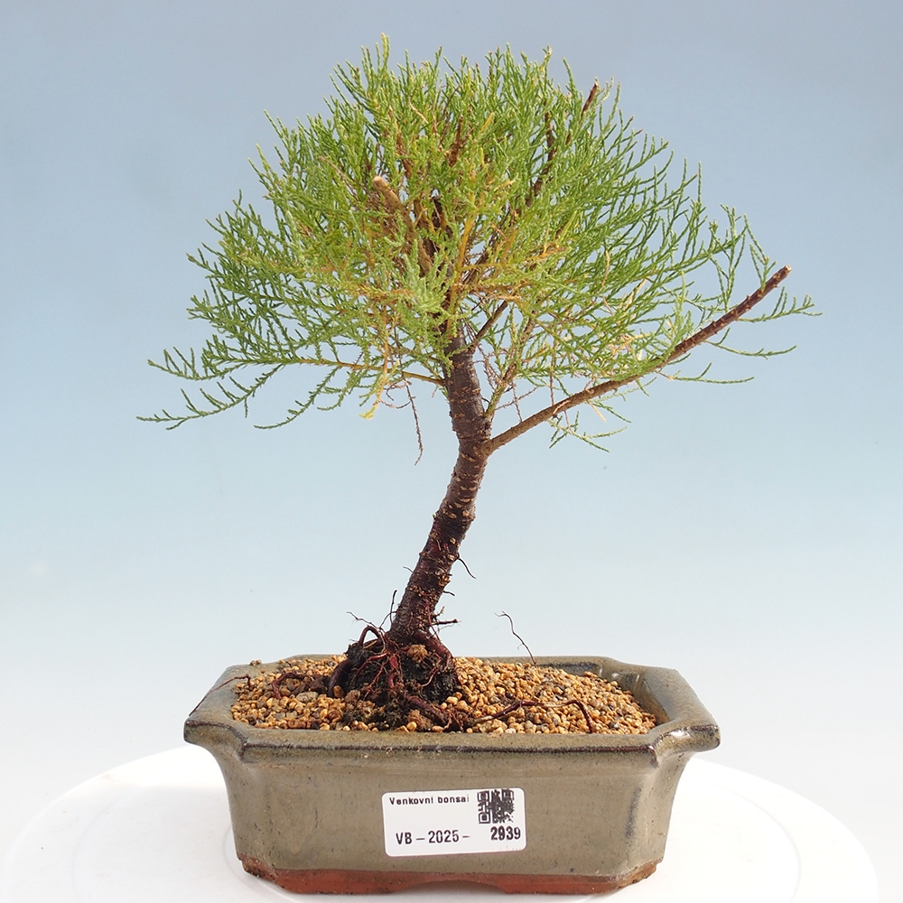 Outdoor bonsai - Tamarix - Tamarix