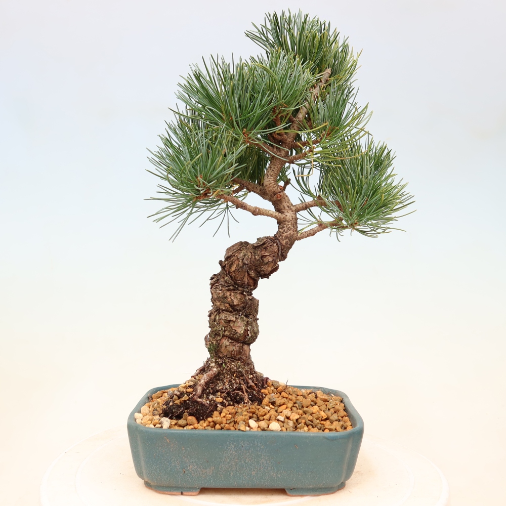 Outdoor bonsai - Pinus parviflora - Pinus parviflora