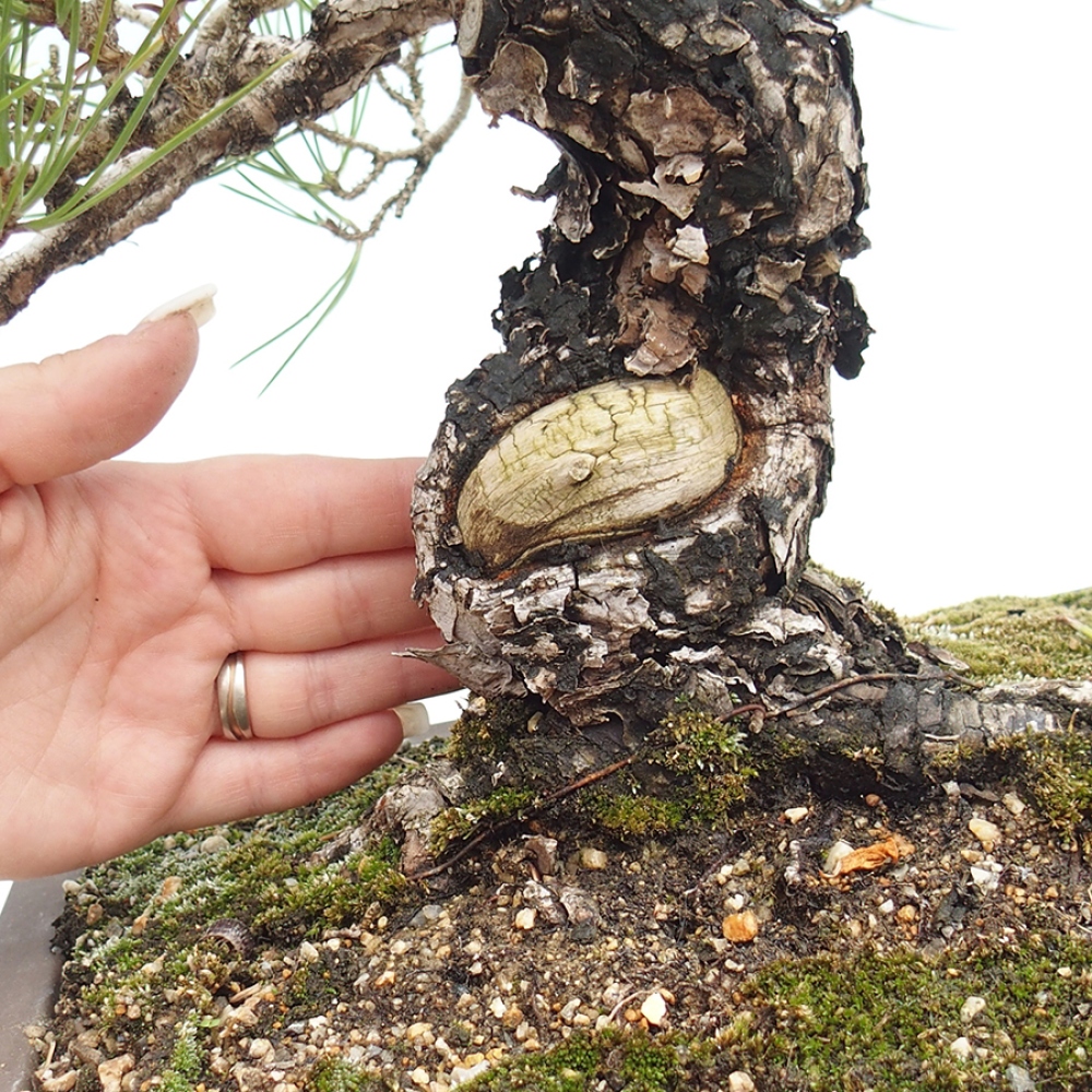 Outdoor bonsai - Pinus thunbergii - Thunberg pine