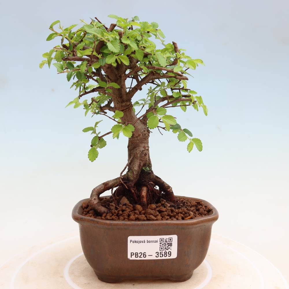 Room bonsai - Ulmus parvifolia - Small-leaved elm