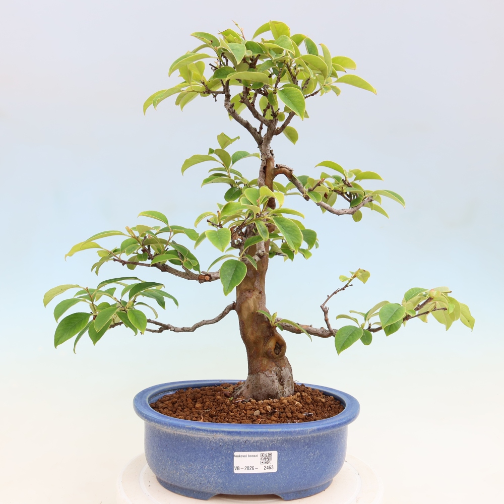 Outdoor bonsai - Pseudocydonia sinensis - Chinese quince