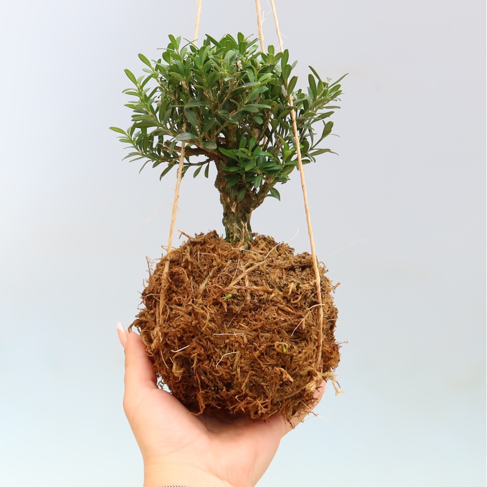 Kokedama in a Ceramic Pot - Buxus harlandii - Cork Boxwood