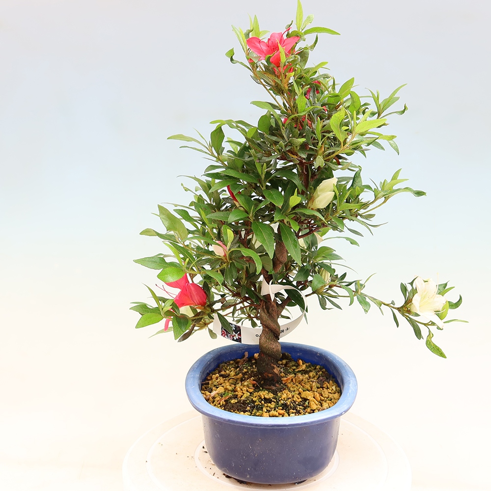Outdoor bonsai - Japanese azalea - Azalea CHIHIRO