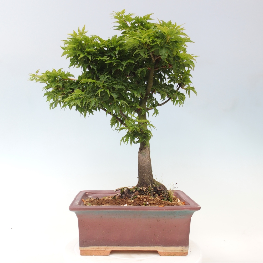 Outdoor bonsai -Javor palm Acer palmatum Shishigashira