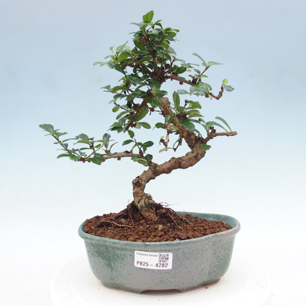 Room bonsai - Carmona macrophylla - Tea fuki