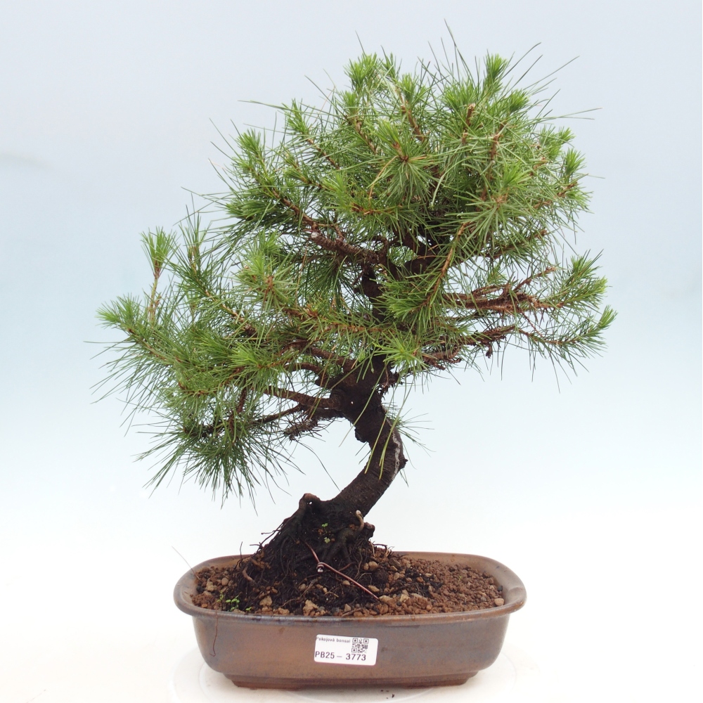Room bonsai-Pinus halepensis-Pine of Aleppo