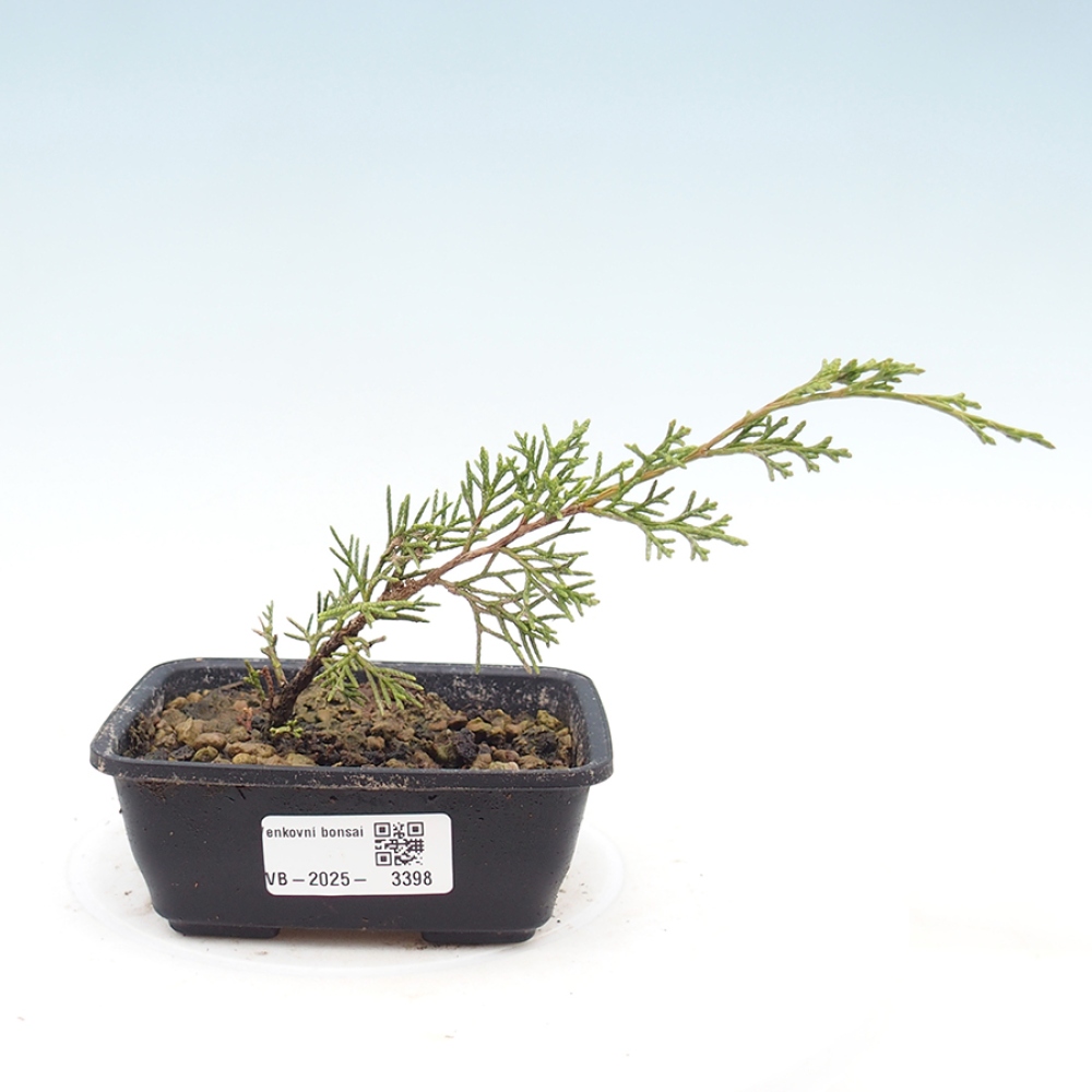 Outdoor bonsai - Juniperus chinensis Itoigawa - Chinese juniper