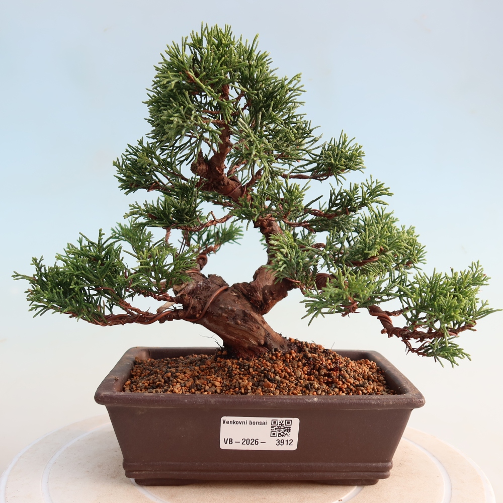 Outdoor bonsai - Juniperus chinensis Itoigawa - Chinese juniper