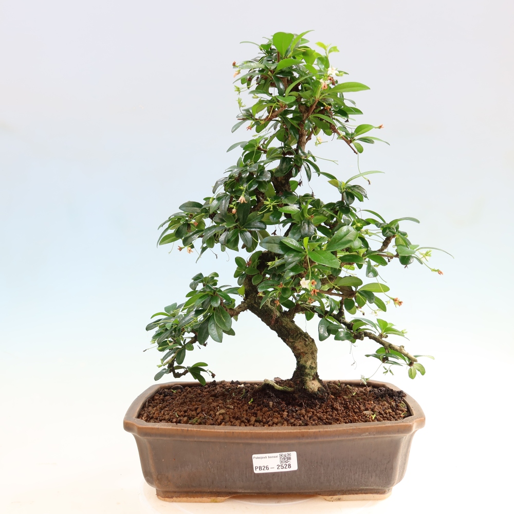 Room bonsai - Carmona macrophylla - Tea fuki