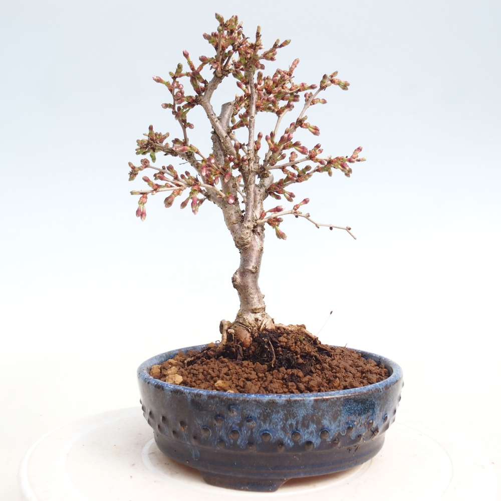 Outdoor bonsai - Prunus incisa Kojou-no mai-Plivon cut out