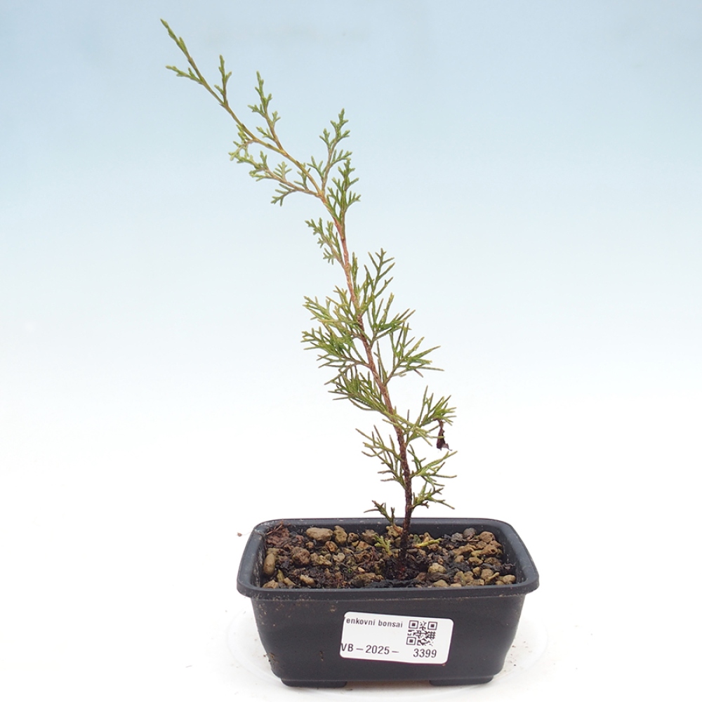 Outdoor bonsai - Juniperus chinensis Itoigawa
