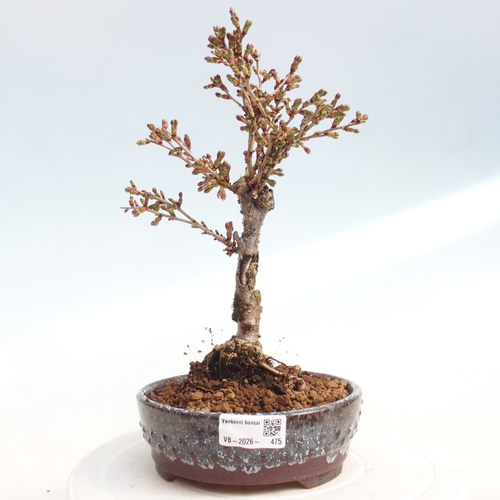 Outdoor bonsai - Prunus incisa Kojou-no mai-Plivon cut out