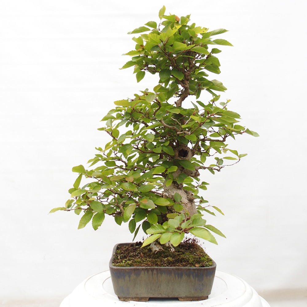 Outdoor bonsai -Carpinus CARPINOIDES - Korean hornbeam