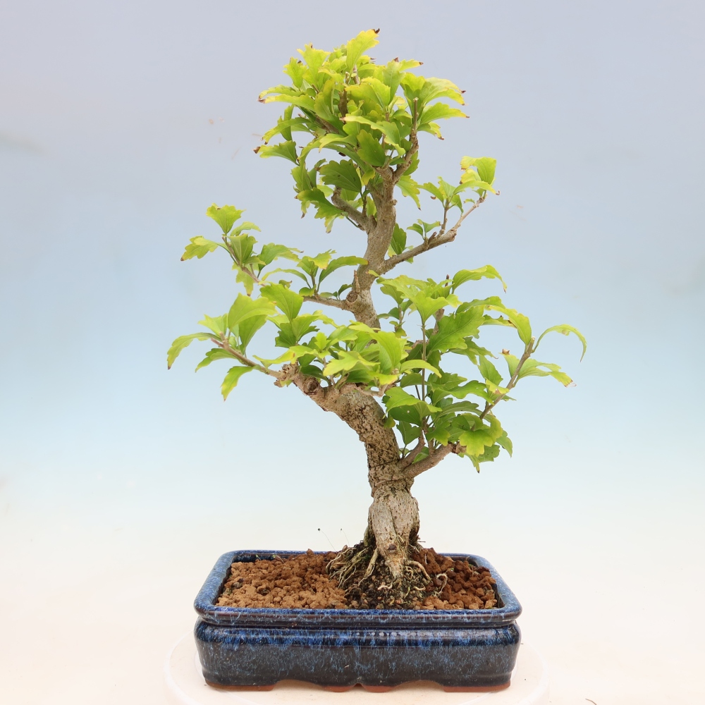 Outdoor Bonsai - Hibiscus syriacus - Syrian Hibiscus