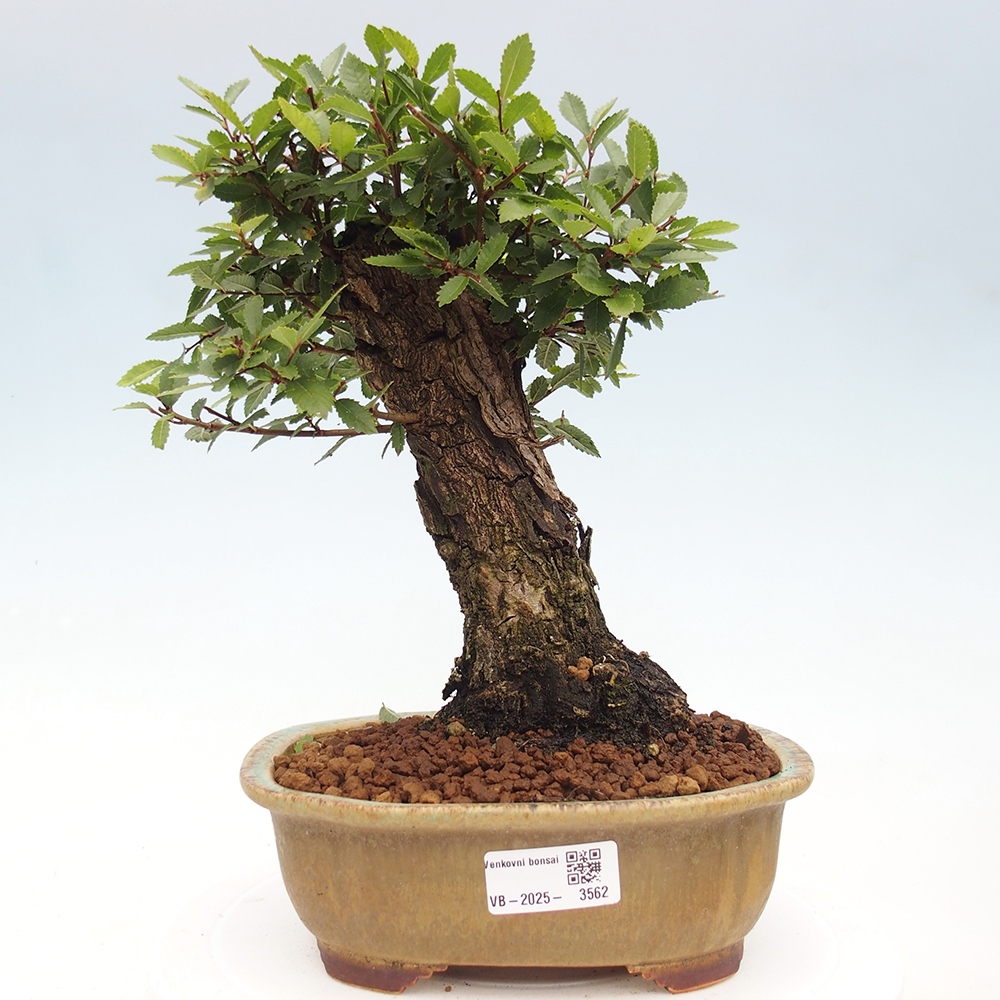 Outdoor bonsai - Zelkova - Zelkova NIRE